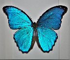 Aimee Leatham's Avatar