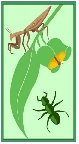 National Institute of Entomology's Avatar
